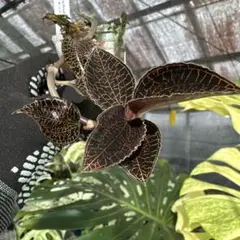 レア！ガガイモ セロペギア スタペリフォルミス サーペンティナ カット