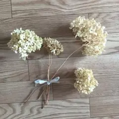 アジサイ　アナベル　ドライフラワー