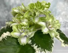 Ta様 リクエスト 2点 まとめ商品