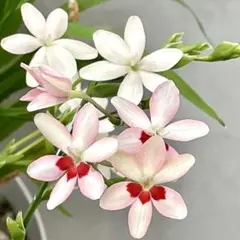 姫檜扇 ヒメヒオウギの種 2色MIX50粒＋α＊ ｜白、白×赤のサムネイル