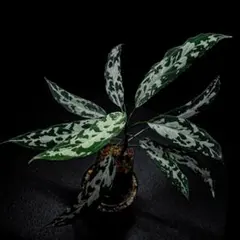 LA便 アグラオネマ ピクタム Aglaonema【LA0514-4T】 - メルカリ