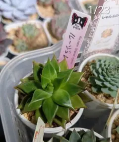 2026年最新】ルイパパの人気アイテム - メルカリ