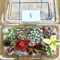 t*e様 ⑤多肉植物 寄せ植えセット16種