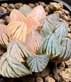 y*i様 多肉植物　ハオルチア　霓虹燈オブツーサ錦　鮮明錦　極上斑