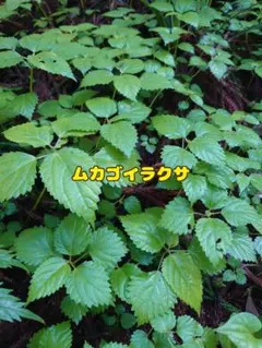 アマチャヅル苗根っこ付き2苗です 農薬不使用 山野草 お茶 幼苗 小苗 