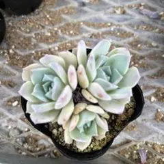 多肉植物 弥生桜 - メルカリ