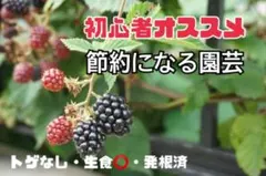 トゲなし ブラックベリー 根付き苗