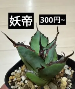 アガベ　ハイブリッド　Ts001GREX レア株 アガベ ハイブリッド Ts001GREX レア株 2025年最新】アガベ