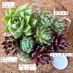 2026年最新】センペル ビウム セットの人気アイテム - メルカリ