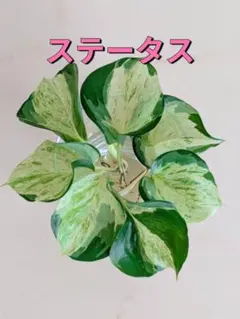 やっちゃん様 リクエスト 2点 まとめ商品