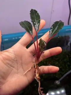 2026年最新】ブセファランドラspの人気アイテム - メルカリ