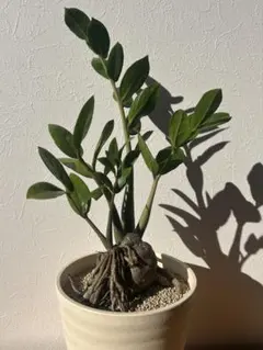 2026年最新】ザミオクルカス 斑入りの人気アイテム - メルカリ