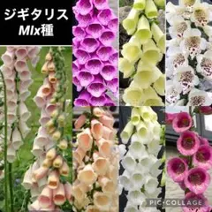 ジギタリスの種