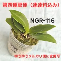 2026年最新】名護蘭 ナゴランの人気アイテム - メルカリ