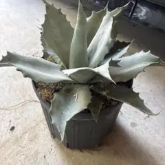 2026年最新】アガベオバティフォリアの人気アイテム - メルカリ