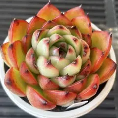 Laff様 リクエスト 2点 まとめ商品