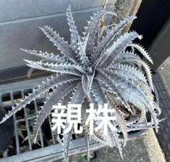 Dyckia 'Snow Shark' 種子30粒ぐらい ディッキア② - メルカリ