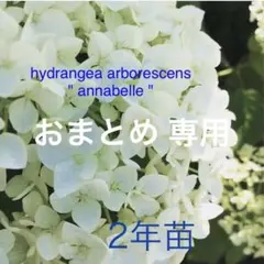 キョウヘイ様 リクエスト 2点 まとめ商品