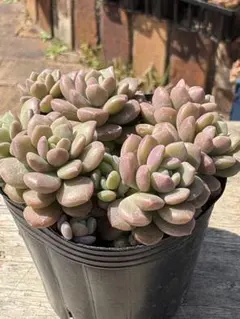 あ*ん様 多肉植物　桜のしずく　めでるさん苗【抜き苗】