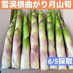 ❤️毎年大人気❣️ 天然 月山筍 箱込み約1キロ 太め 根曲がり竹 姫竹 山菜354のサムネイル