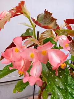 木立ベゴニア カット苗 - メルカリ