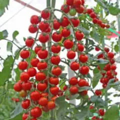 えりこ様 リクエスト 2点 まとめ商品