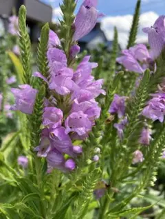 クラゲ様 リクエスト 2点 まとめ商品