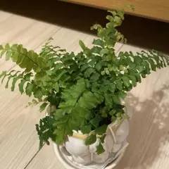 まみぽこ様 リクエスト 2点 まとめ商品