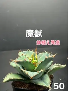 Kousuke様 リクエスト 2点 まとめ商品