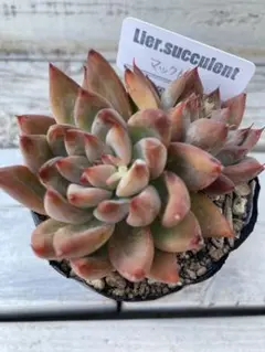 とめ様 リクエスト 2点 まとめ商品