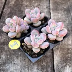 黒猫ぷっちい様 リクエスト 2点 まとめ商品