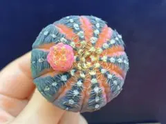 2026年最新】王冠竜の人気アイテム - メルカリ