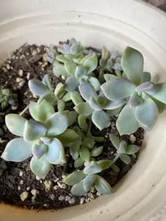 多肉植物 桜牡丹5カットのサムネイル