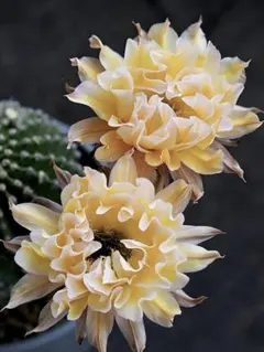 2026年最新】サボテンの花の人気アイテム - メルカリ