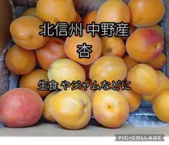 【信州中野市産あんず1.8kg】長野産杏家庭用◎ジャムにものサムネイル