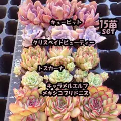 韓国苗　多肉植物　エケベリア　詰め合わせ　土付き　15苗セット　【S48】