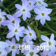 하나닐라 (이페온) 전구