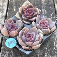 ゆっこ様 リクエスト 2点 まとめ商品