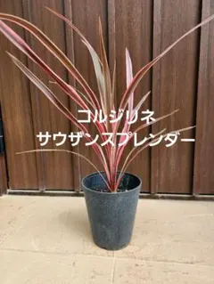 ピンクのコルジリネ サウザンスプレンダー ロック調セメント鉢植え 苗
