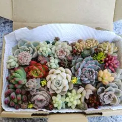 多肉植物 寄植えセット カット苗【ネコポス発送】