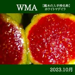 2026年最新】イチジク 穂木 挿し木 苗の人気アイテム - メルカリ