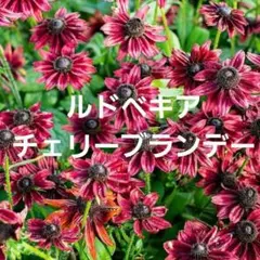 ゆきだるま様 リクエスト 5点 まとめ商品
