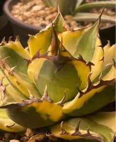 2025年最新】オアハカ アガベの人気アイテム - メルカリ