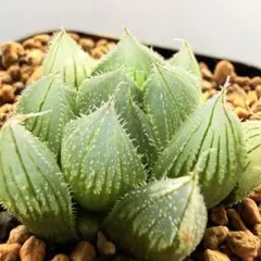 ハオルチア　ベヌスタ　実生特選抜