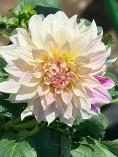 2025年最新】ダリア カフェオレの人気アイテム - メルカリ