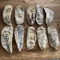 北海道産 牡蠣殻 アクアリウム　ガーデニング　土壌水質改良 大きめ ①のサムネイル