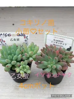 ✡ꫛꫀꪝ✫期間限定販売【札付き】✫simijimi苗2種Set☆中里リンゼ交配
