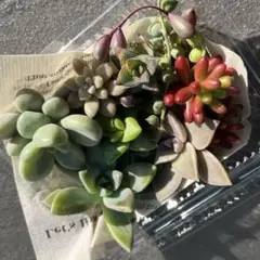 多肉植物　カット苗　詰合せ