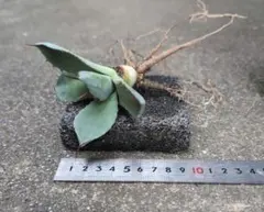 ふみ@プロフ確認してください様 リクエスト 2点 まとめ商品