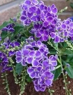 デュランタ宝塚 根付き苗 1本 - メルカリ